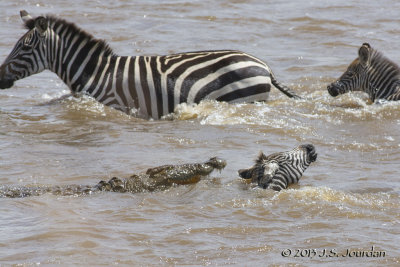 D71_8362Zebra.jpg