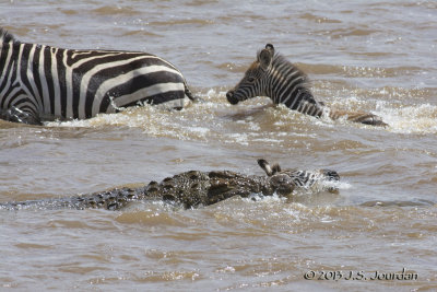 D71_8364Zebra.jpg