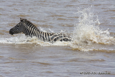 D71_8372Zebra.jpg