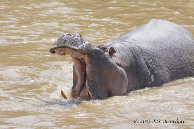 D71_8374Hippopotamus.jpg