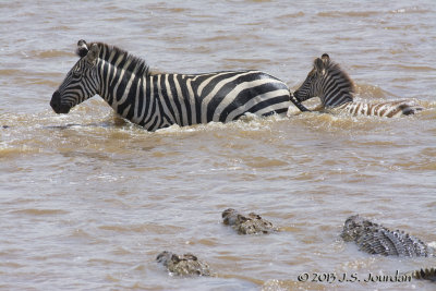 D71_8378Zebra.jpg