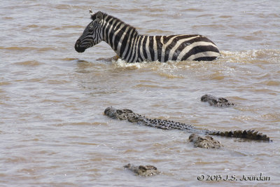 D71_8380Zebra.jpg