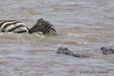 D71_8382Zebra.jpg