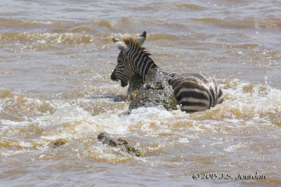 D71_8392Zebra.jpg