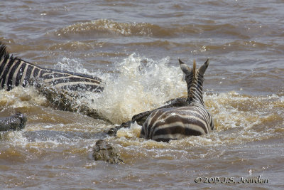 D71_8397Zebra.jpg