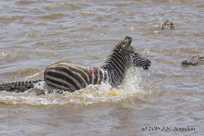 D71_8407Zebra.jpg