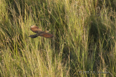 D71_8542WhitebrowedCoucal.jpg