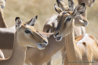 D71_8667Impala.jpg