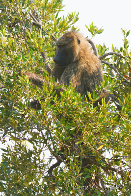 D71_9296OliveBaboon.jpg