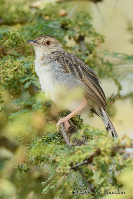 D71_9400RattlingCisticola.jpg