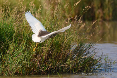 D71_9491SquaccoHeron.jpg