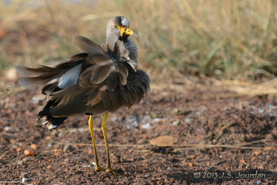 D71_9530WattledPlover.jpg