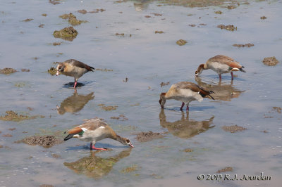 012_2581EgyptianGoose.jpg