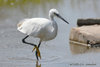 D71_9764LittleEgret.jpg