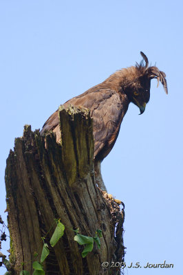 D71_9795LongcrestedEagle.jpg