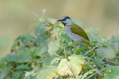 D71_9820GreycappedWarbler.jpg