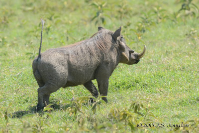 D71_9825Warthog.jpg