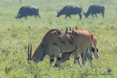 D71_9836Eland_RBOxpecker.jpg