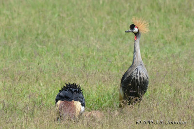 D71_9846GreyCrownedCrane.jpg