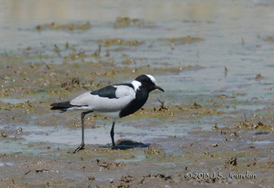 D71_9869BlacksmithPlover.jpg