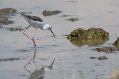 D71_9876BlackwingedStilt.jpg