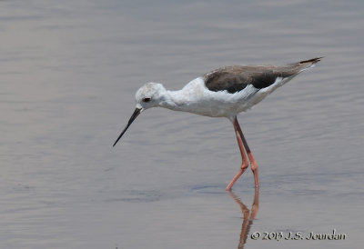 D71_9893BlackwingedStilt.jpg