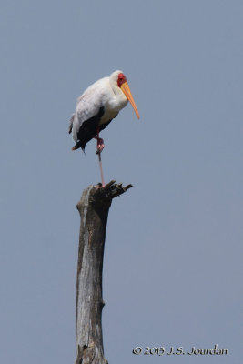 D71_0019YellowbilledStork.jpg