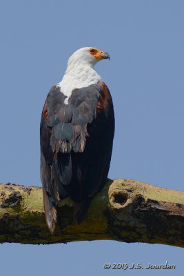 D71_0022AfricanFishEagle.jpg