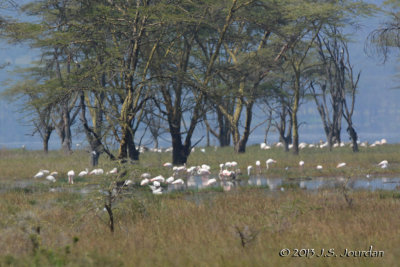 D71_0034GreaterFlamingo.jpg