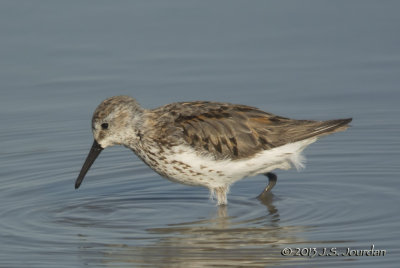 WesternSandpiper3118b.jpg