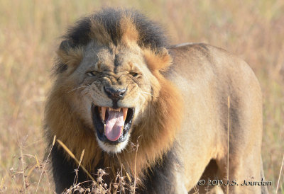 D71_0226Lion.jpg