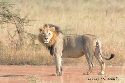 D71_0258Lion.jpg