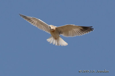 D71_0310BlackshoulderedKite.jpg