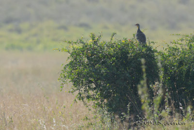 D71_0322YellowneckedSpurfowl.jpg