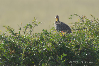 D71_0324YellowneckedSpurfowl.jpg