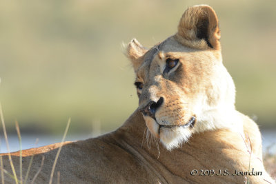 D71_0339Lion.jpg