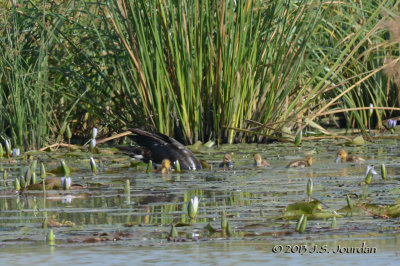 D71_0343AfricanBlackDuck.jpg