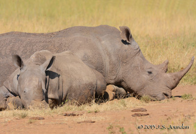 D71_0376Rhinoceros.jpg