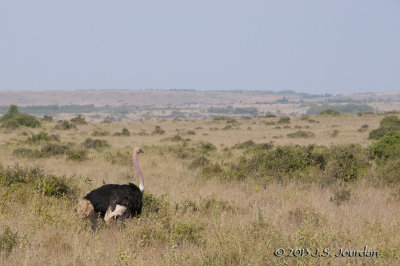 _AFR7090Ostrich.jpg