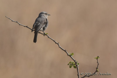 D71_0380AfricanGrayFlycatcher.jpg