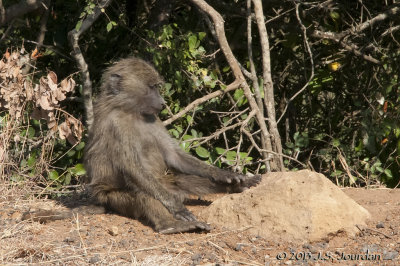 _AFR7104OliveBaboon.jpg