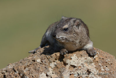 D71_0384Hyrax.jpg