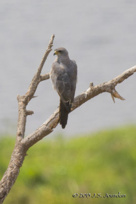 D71_1158EasternChantingGoshawk.jpg