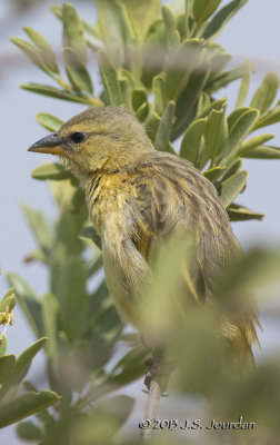 D71_1168TavetaGoldenWeaver.jpg