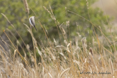 D71_1190AfricanSilverbill.jpg