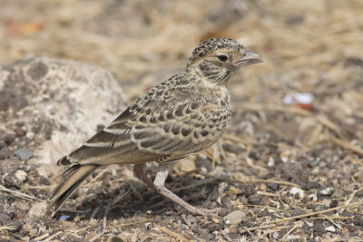 D71_1180FishersSparrowLark.jpg