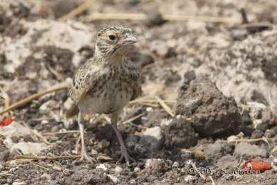 D71_1179FishersSparrowLark.jpg