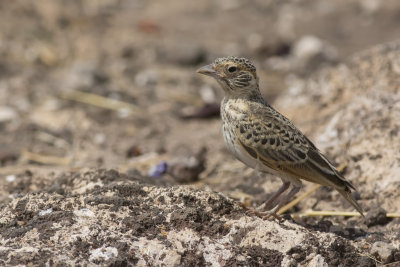 D71_1175FishersSparrowLark.jpg