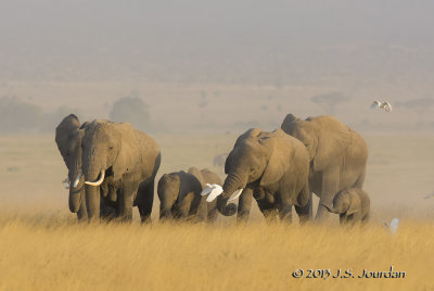 Amboselli National Park, Kenya - 12/13 Aug 2013