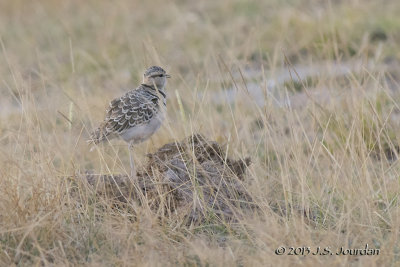 D71_1515TwobandedCourser.jpg